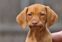 Unimpressed-Dog-Face-01.jpg