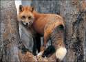 fox-picture.jpg