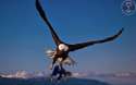 Baby Eagle.jpg