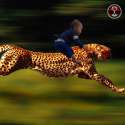 Baby Cheetah.jpg