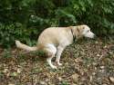 dogs-poop.jpg