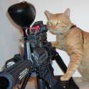 funny cat pictures with guns (9).jpg