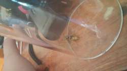 bigbee.jpg