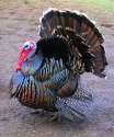 250px-Male_north_american_turkey_supersaturated.jpg