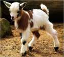cute-baby-goat-15.jpg