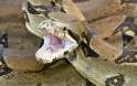 BHTB2F-boa-constri_3257882b.jpg