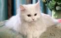 Animals___Cats_Beautiful_white_cat_lying_on_the_couch_044410_.jpg