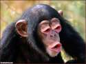 Chimp-with-Mouth-Eyes-126134.jpg