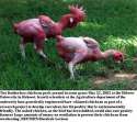 2015_6image_10_51_392222919genetically_engineered_chickens_by_kfc-ll.jpg