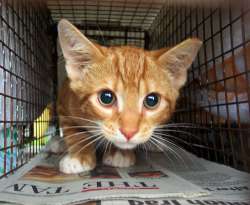 feral-cat-1.jpg