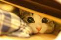 pictures-of-cute-cats-016_large.jpg
