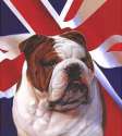 British Bulldog.jpg