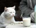 a white cat staring disdainfully at a glass of milk.png