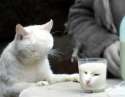 a glass of milk staring disdainfully at a white cat.png