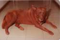 red-dog-01.jpg