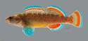 Etheostoma whipplei Redfin Darter 4614ws.jpg