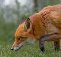 fox-side.jpg