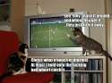 cat-soccer.jpg