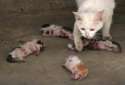 abused-kittens-mother-cat-kunming-china-01.jpg