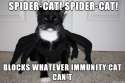 Spider-cat.png