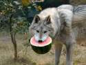 Watermelonwolf.jpg