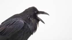 raven.jpg