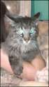 cat lover.gif