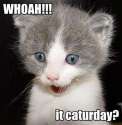 Caturday.jpg