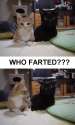 catz2.jpg