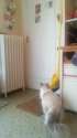 Cat_naud_shrt_b-OK.webm