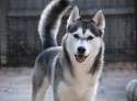 siberian-husky-51a58843-3eb7-49f2-91f7-c9d57f308280.jpg