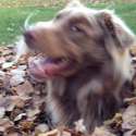 leaves.webm