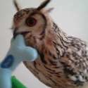 BirdWithDogBoneInMouth.webm
