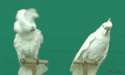 cockatoo.gif