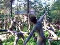 strange_forest_02.jpg
