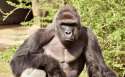 99356270_Harambe_a_17-year-old_gorilla-NEWS-large_trans++qVzuuqpFlyLIwiB6NTmJwfSVWeZ_vEN7c6bHu2jJnT8.jpg