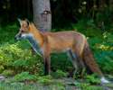 Forest_fox.jpg