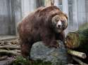 kodiak-brown-bear.jpg