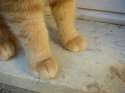 cat-paws (1).jpg