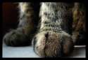 cat_paws_by_happymaster.jpg