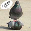 lol-pigeons.jpg