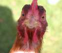 funny-chicken-angry-face-expression-image-for-facebook.jpg