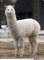 Long-Cat-Is-Long_o_103864.jpg