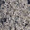 barnacles-photo-u1.jpg