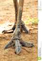 emu-feet-7204426.jpg
