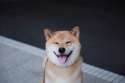 happy-dog-maru-shiba-inu-7.jpg