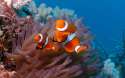 Underwater-world-beautiful-clown-fish_1920x1200.jpg