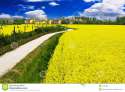 beautiful-fairytale-country-yellow-rape-flower-14175308.jpg