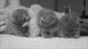Cutest-Kittens-4.gif