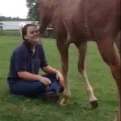 horsey.webm